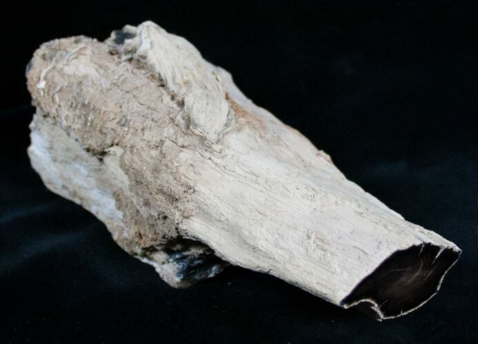 Long Petrified Juniper Root - Oregon #6249